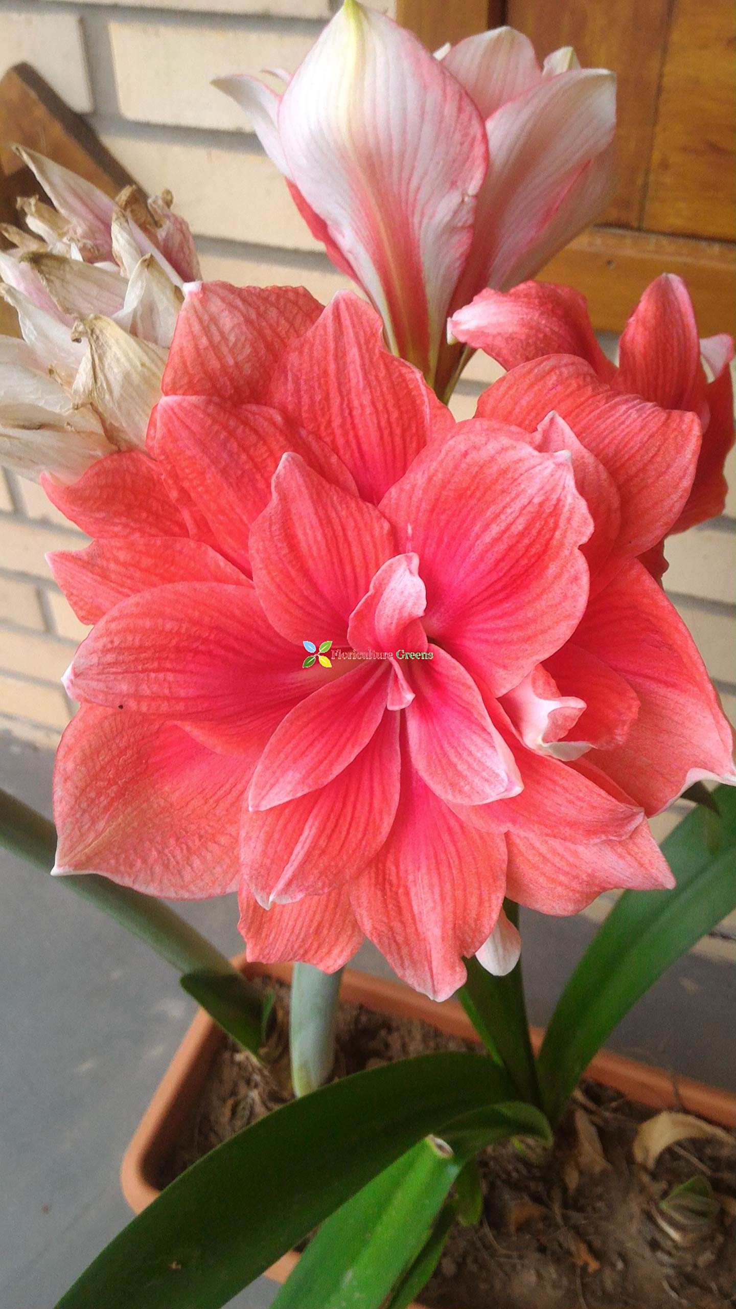 Floriculture Greens Imp. Amaryllis Lily/Belladonna Lily Double Flower Hybrid Bulbs For Home Gardening Planting (Christmas, Pack Of 2 Bulbs) (B0847T8H48) Amazon Price History, Amazon Price Tracker