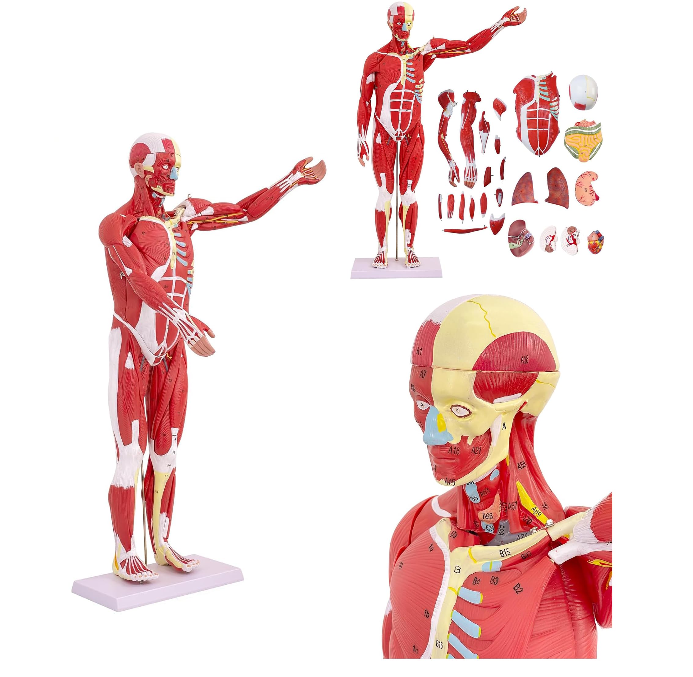 Mięśnie Człowieka Anatomia Człowieka Pełny Model Mięśni Medycyna Model Mięśni 80 Cm Z Wyjmowanym Organem 27 Szt. Model Mięśni Do Nauki Fizjologii