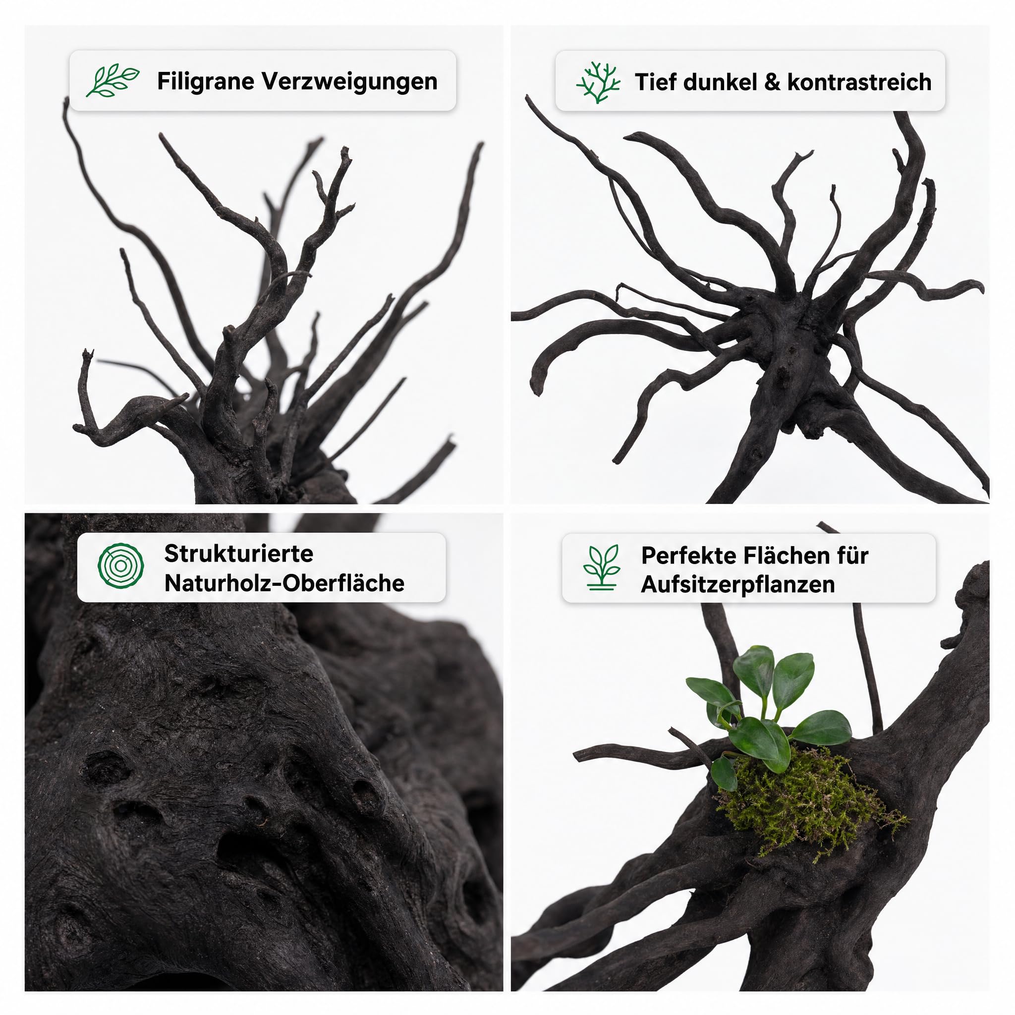 AquaOne Aquarium Wurzel Black Spider L 35–50 cm, Moorkienholz schwarz gefärbt, filigran verzweigt, für Aquascaping & Aufsitzerpflanzen, handverlesenes Unikat für Süßwasseraquarien und Terrarien