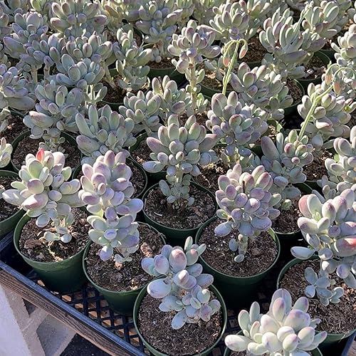 Miniatura 10 de Rare Suculenta Echeveria Agavoides 'Morgain', plantas suculentas vivas totalmente enraizadas en macetas de 4 pulgadas con tierra, planta de casa de