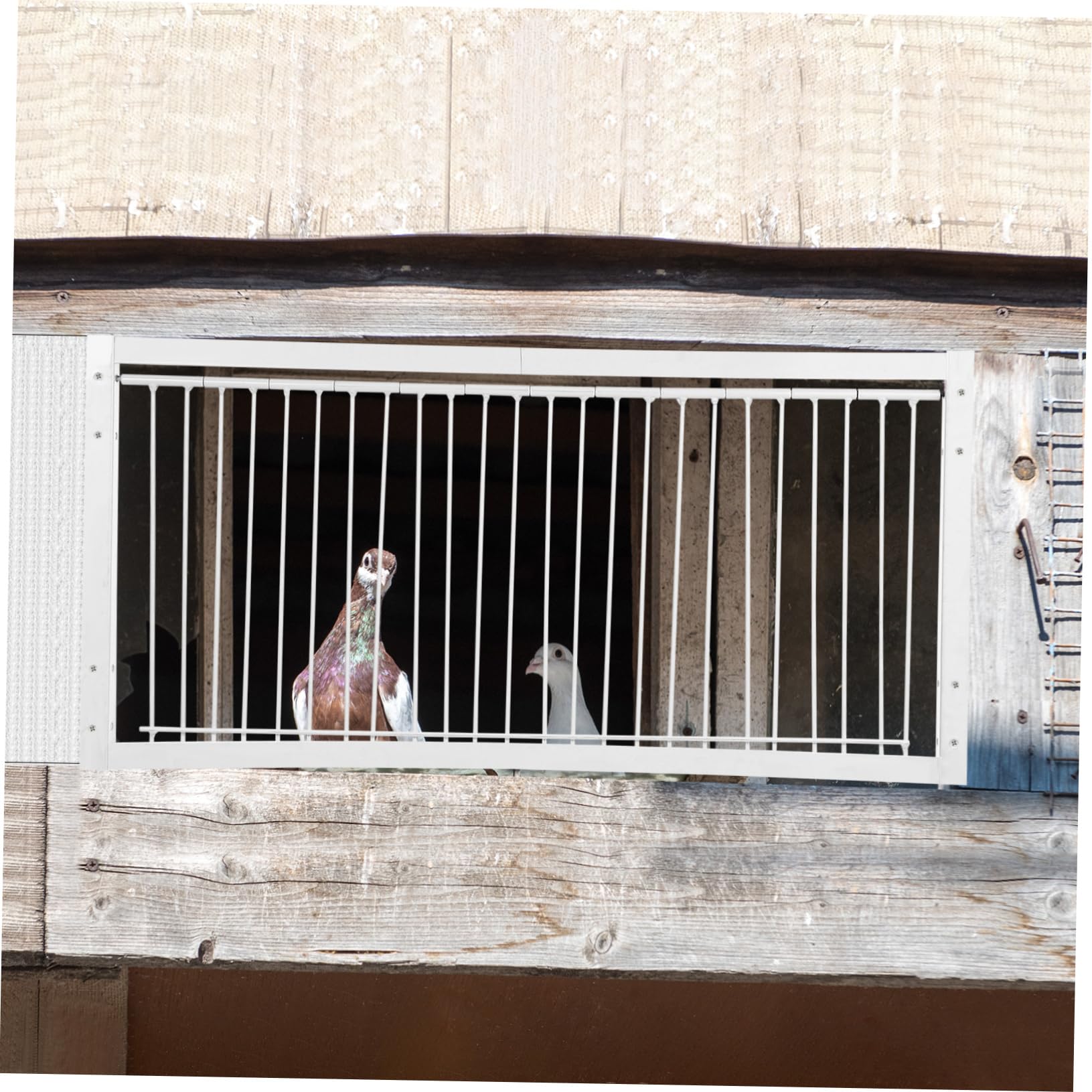 Puerta para Palomas Mensajeras de Hierro Reforzada, Puerta para Jaula de 50 Cm Diseño Encriptado, Adecuado para Palomares y Entrenamiento de Aves