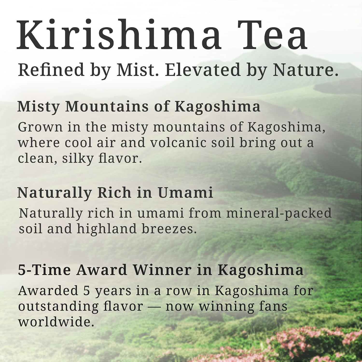 Sweet & Delicious Sencha from Kagoshima – Japanese Green Tea, 100-Year Legacy, Roasted by Tea Masters, 40 Tea Bags – KAZAEMON Tea