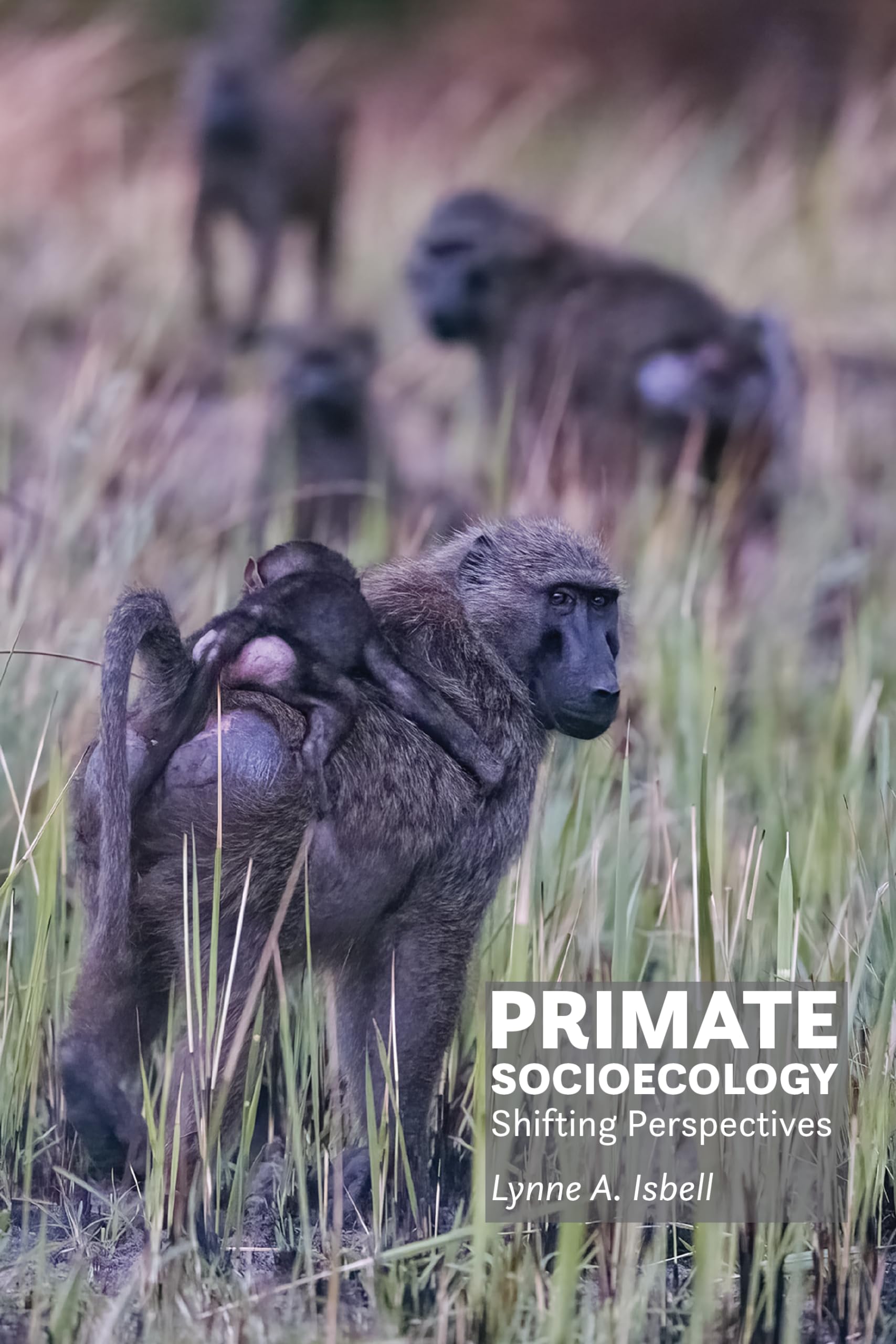 洋書 PRIMATE BEHAVIORAL ECOLOGY 5th Edition Primate behavioral ecology : Strier, Karen B : Free Download