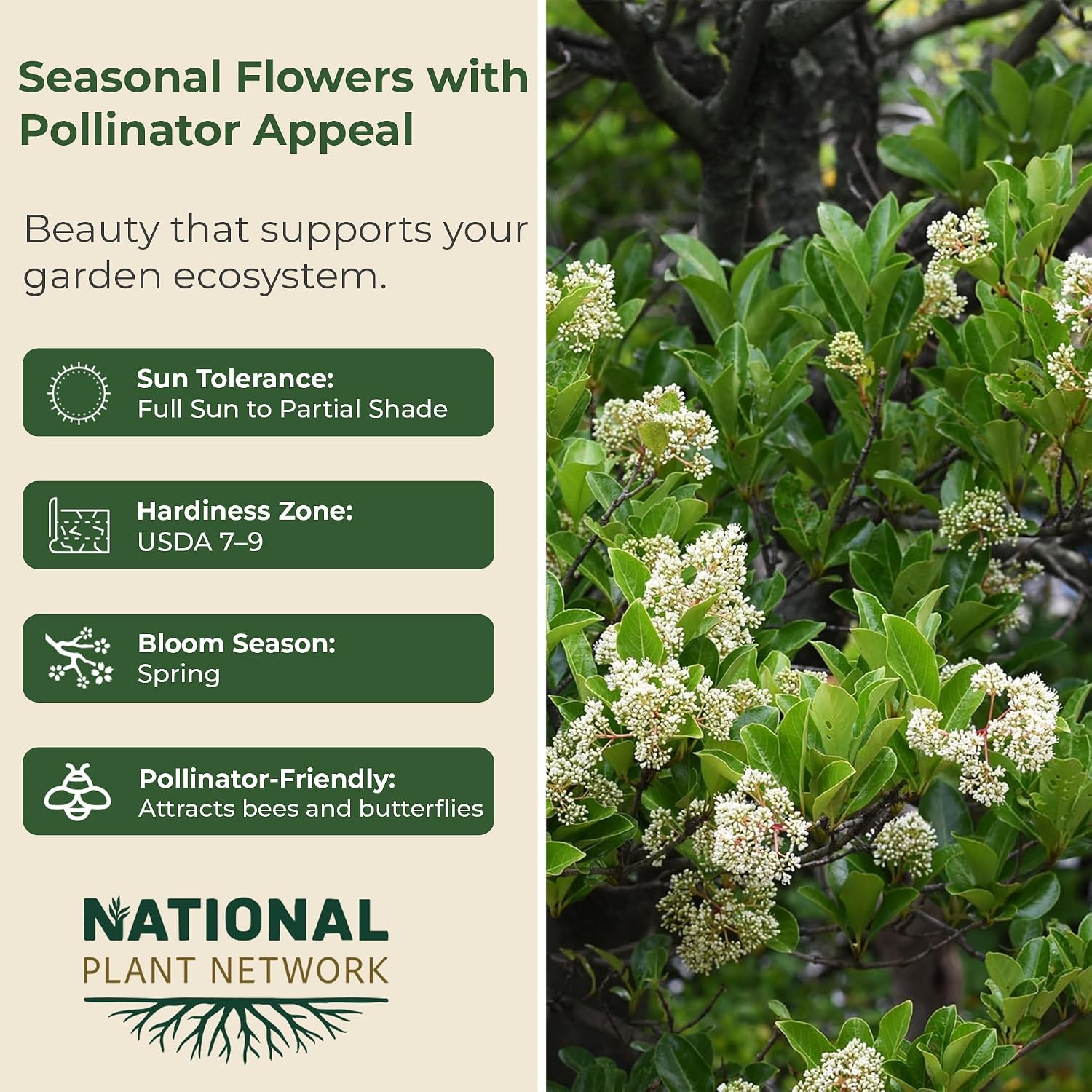 Viburnum Chindo - White Flowering Shrub in 3 Gal Pot - Grows Upto 20' x 25' - Pollinator-Friendly and Perfect for Garden Beds & Hedges (1 Count)