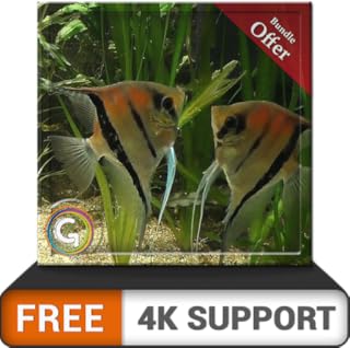 free couple fish aquarium HD - aproveite o romance de peixes em sua TV HDR 4K, TV 8K e dispositivos de fogo como papel de parede, decoração para férias de Natal, tema para mediação e paz