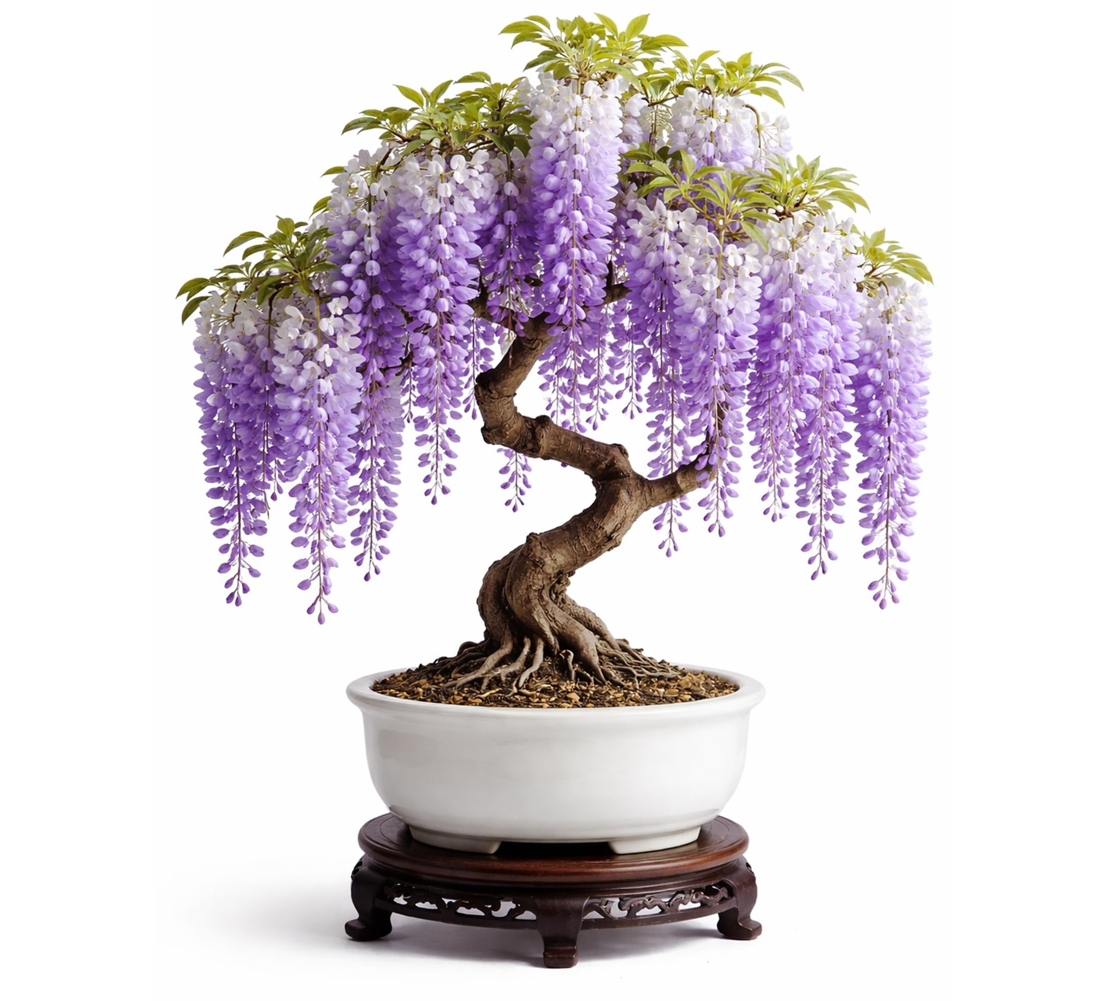 Wisteria Bonsai Starter Tree
