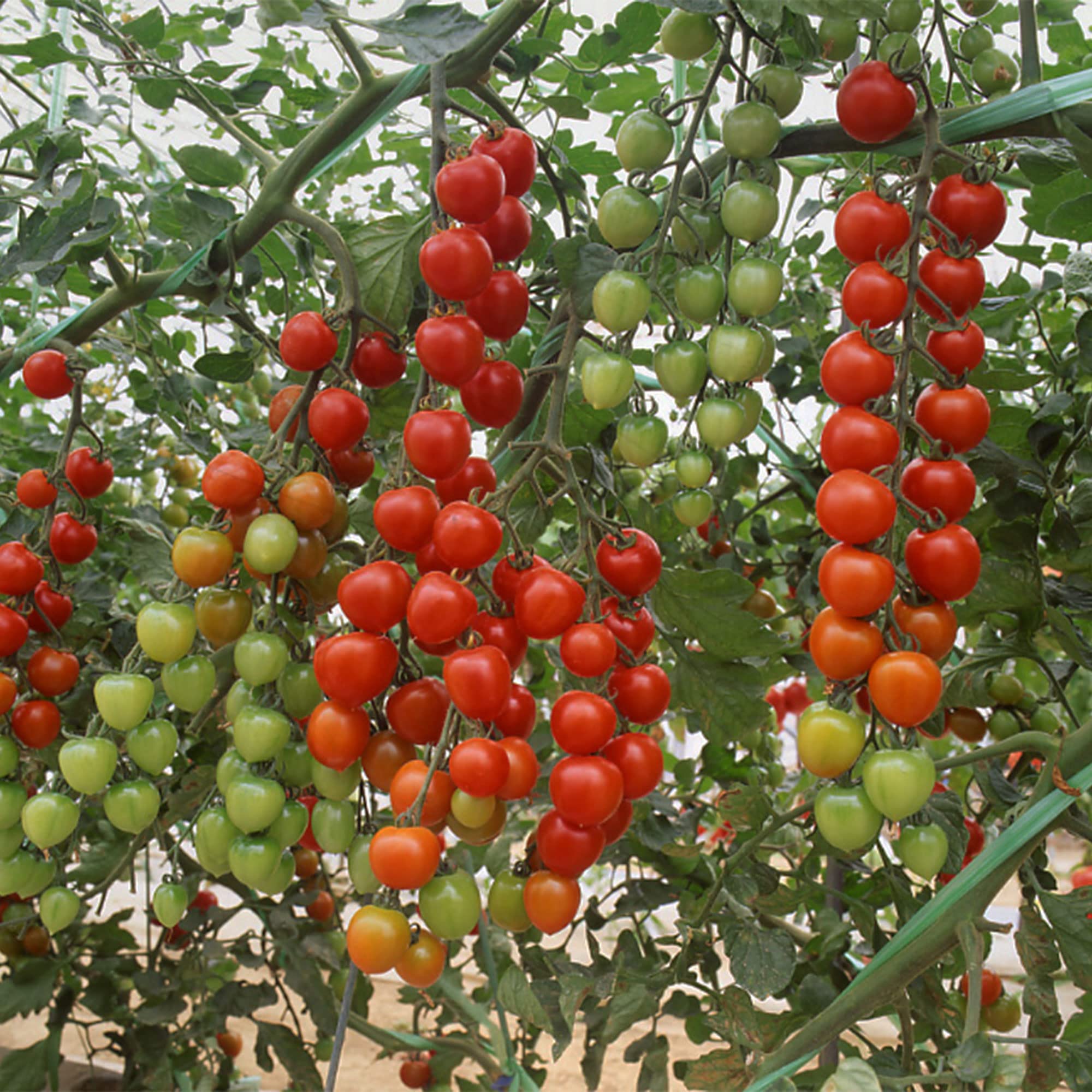 TOMATO　おまとめ商品 premium tokutani52 | 春 Spring fruits,徳谷トマト