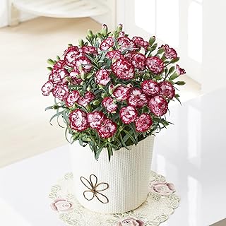 1060 母の日ギフト カーネーション リトルウィッチ 鉢植え 5号鉢 【お届け期間:5月5日(火)~10日(日)のいずれかのお日にちにお届けいたします】 <日時指定不可> 2026年