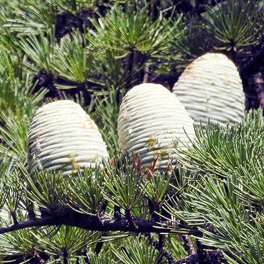 VOLVO cedrus  libani abies pinsapo 苗 Abies_pinsapo_Fastigiata_Spani
