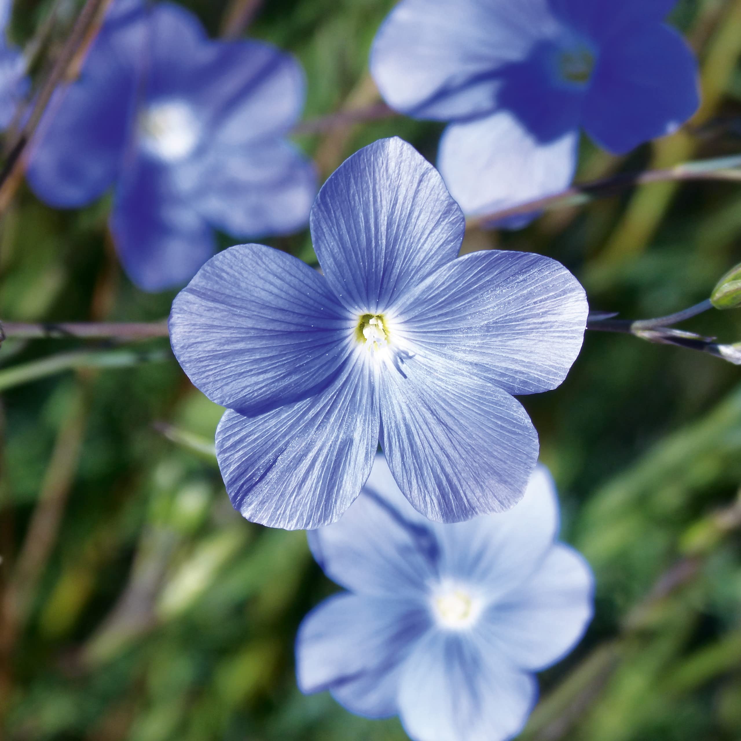 Lein blau Samen - Linum perenne - Leinsamen - Blumensamen - Saatgut fr 50  Pflanzen : Amazon.de: Garten