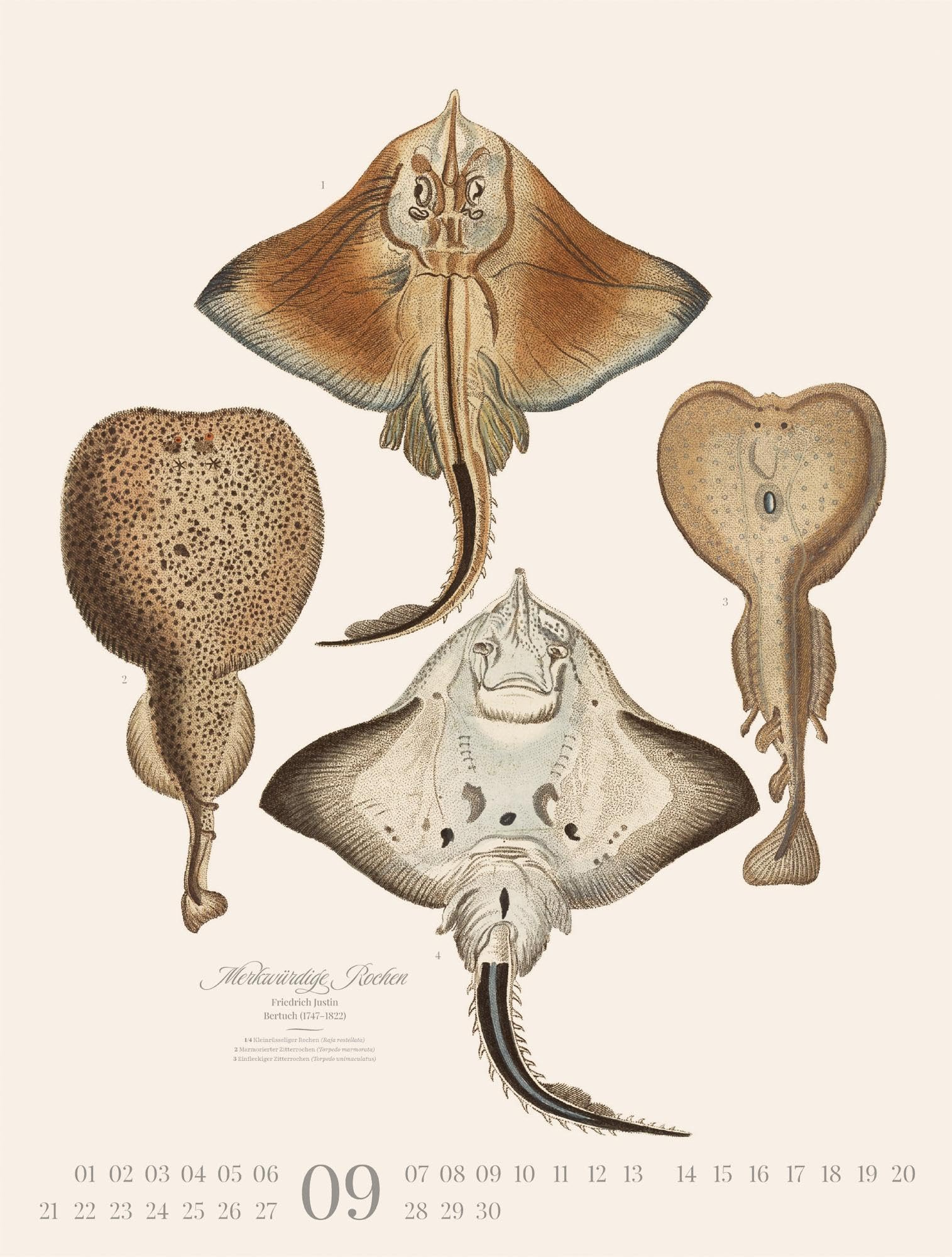 Fische Kalender 2026 | Dekorativer Retro-Kalender im großen Hochformat (50x66 cm) | Historische Tier-Illustrationen von Friedrich Justin Bertuch