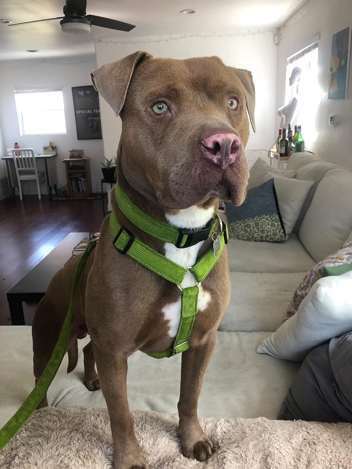 Hemp Corduroy Harness Available in 9 Colors H-Style (Avocado, Medium 1")