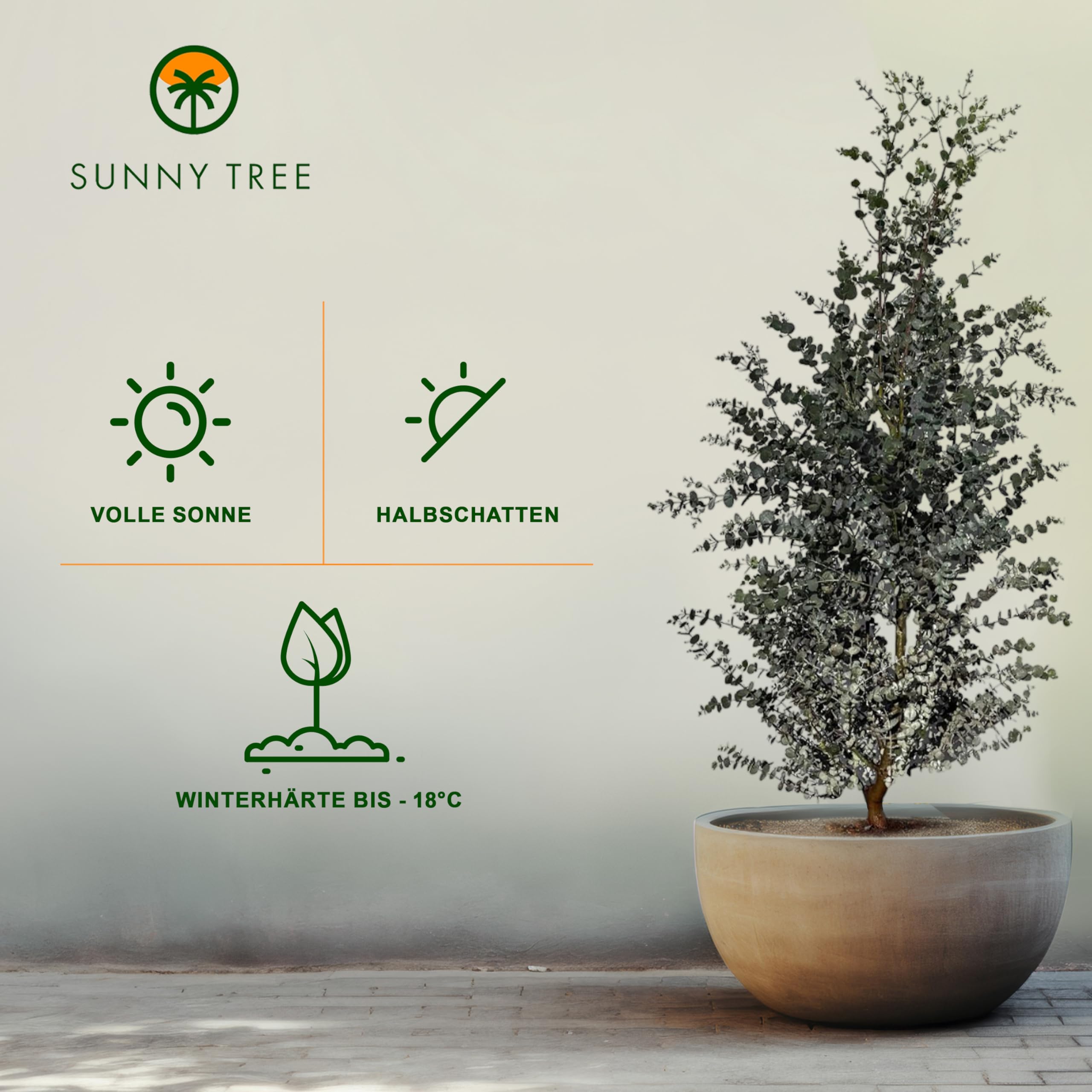 Sunny Tree - Eukalyptus - Gunnii 'Azura' Pflanze - 140 zentimeter - Winterhart