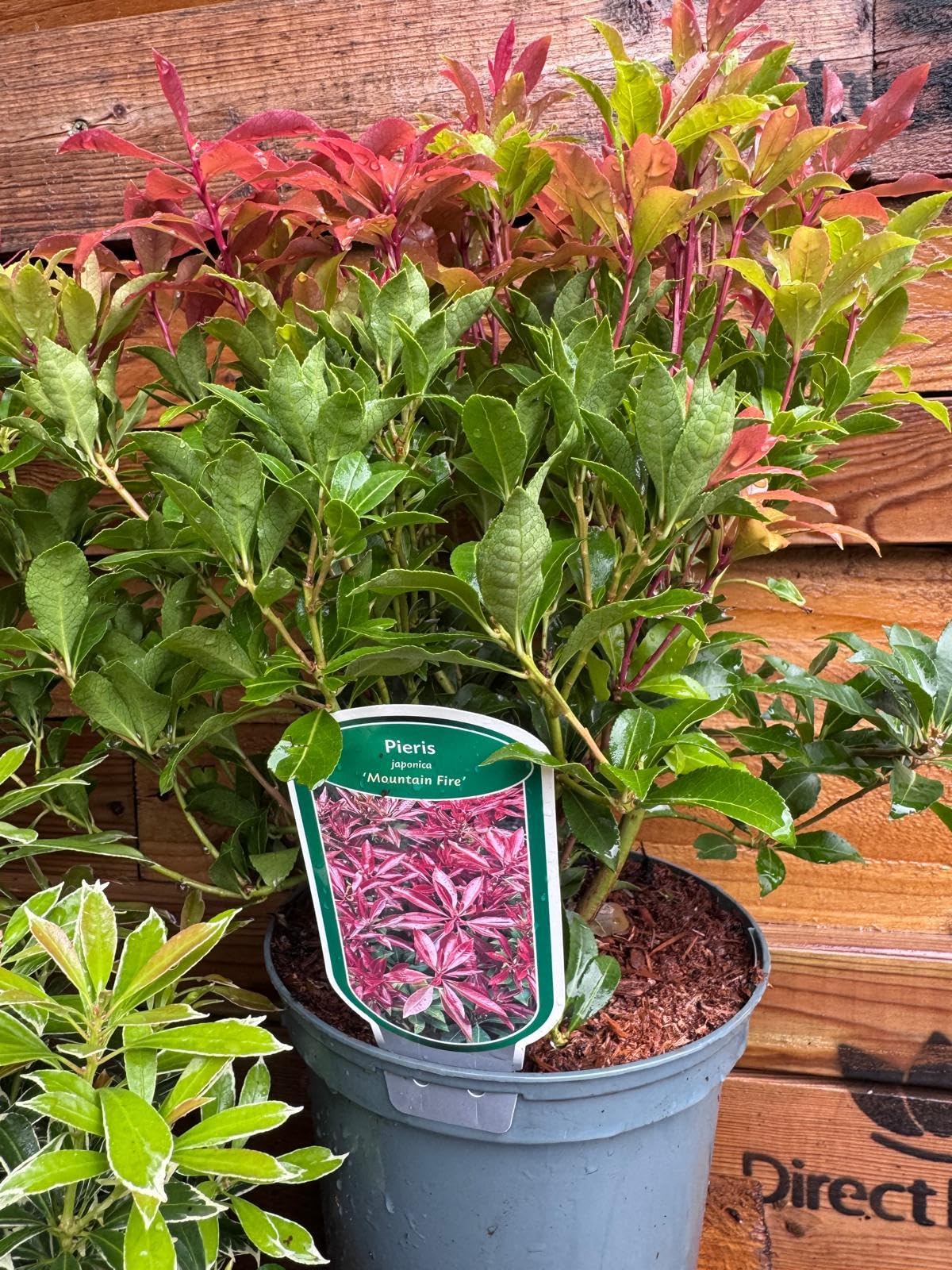 Direct Plants Large Pieris Mountain Fire Evergreen Garden Shrub in a 3 Litre Pot