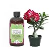 Premium Liquid Desert Rose Plant Fertilizer - 3-1-2 Concentrate for Indoor Plants and Flowers by GardenNova | Organic Plant Food for Desert Roses - 8oz