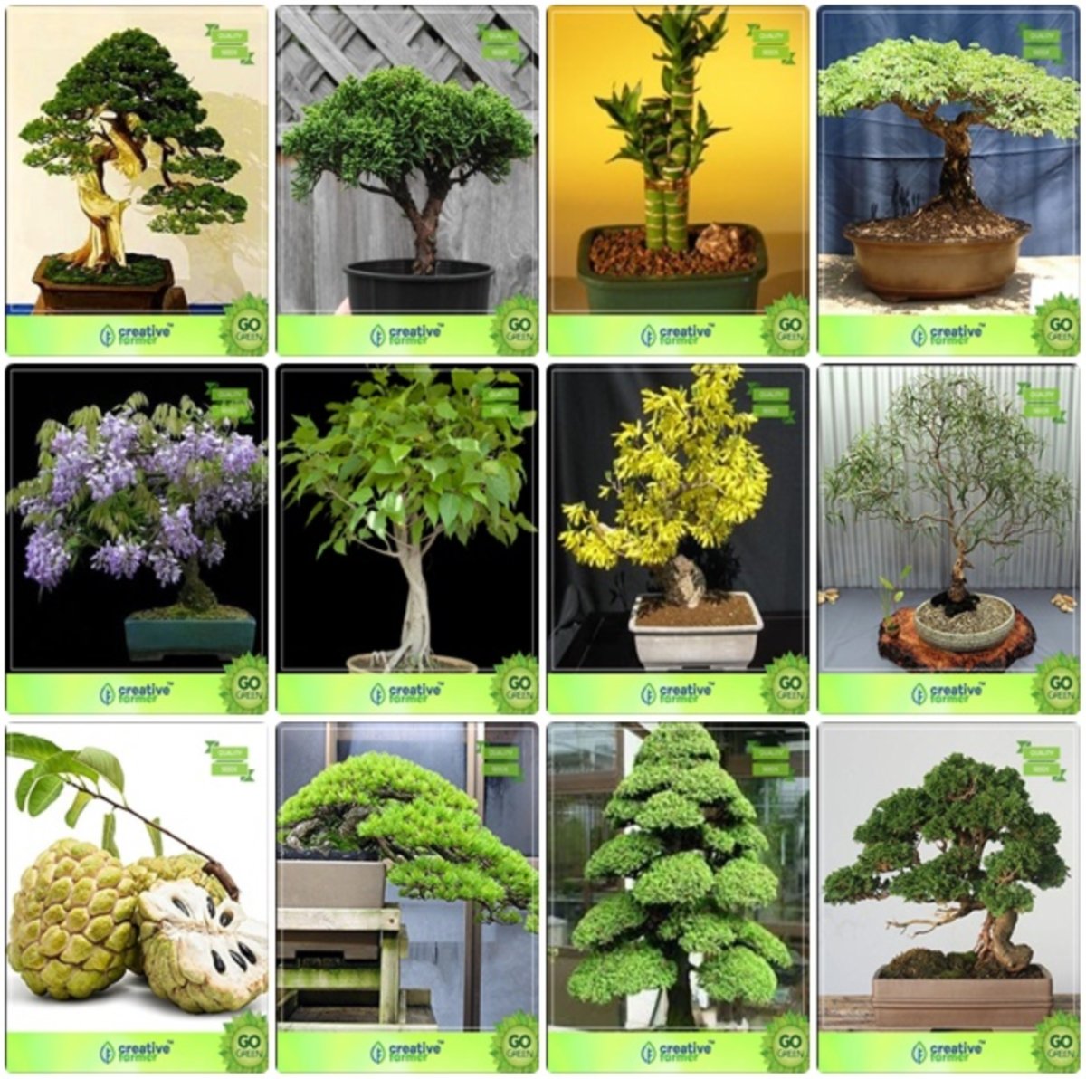 Creative Farmer Bonsai Suitable Seeds : Bonsai Suitable Plant Seeds For Home Decoration Combo Pinus Petula, Thuja Orientalis, Bamboo, Gulmoharjacaranda,Ficus Religiosa and Others -3 Packs (B076MG5D15) Amazon Price History, Amazon Price Tracker
