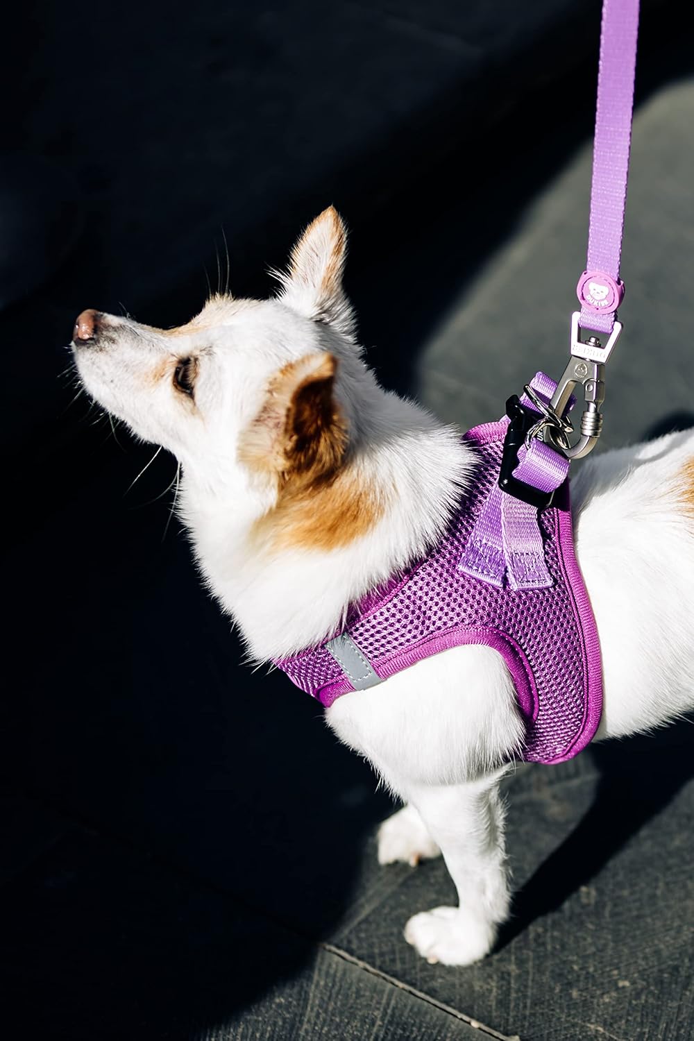 DUKIER - Dog Body Harness, Anti-Pull Body Vest, Adjustable and Heavy Duty for Pets, Breathable Mesh, Pet Accessory with Velcro and Double Closure, Purple, XS 7