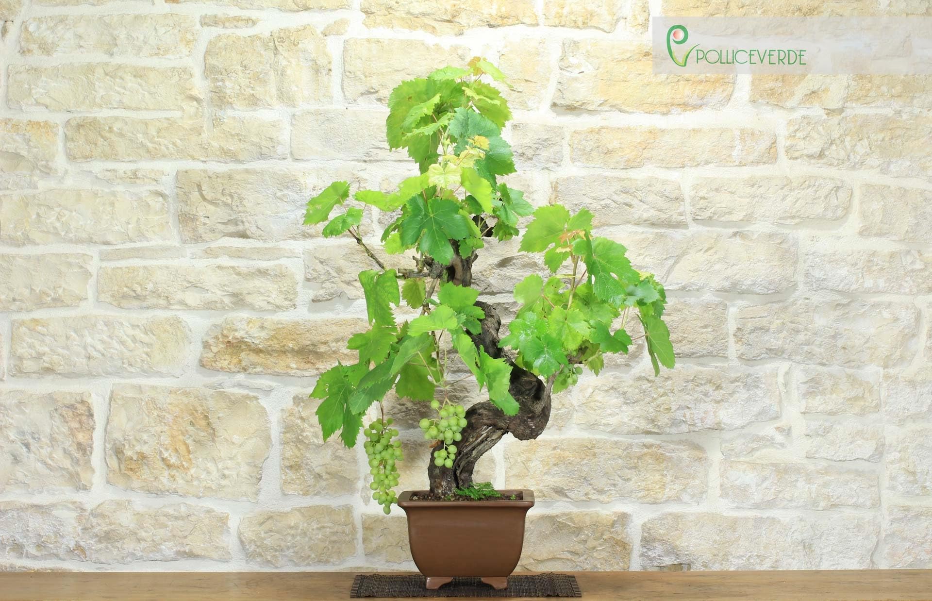 Bonsaï de vigne (111)