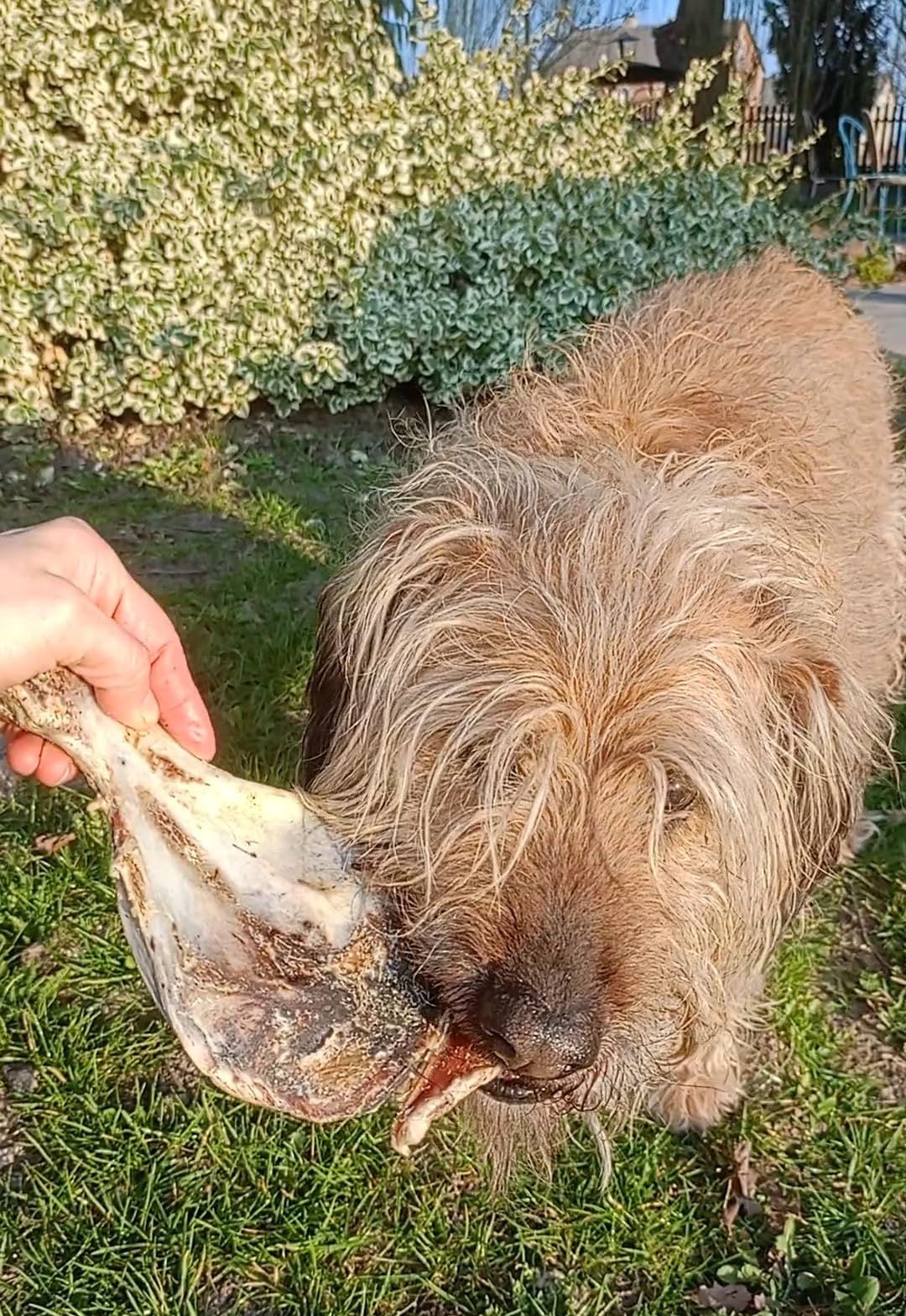 Os à mâcher pour chien de grande taille 5 kg Os de chien Os de porc omoplate friandises pour chien