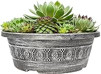 Vista 10 de Altman Plants Planta suculenta viva sempervivum no tóxica, regalo en maceta decorativa de 8 pulgadas, suculentas reales para cultivar, gallinas