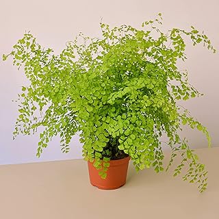 House Plant Shop | Fern 'Maidenhair' - 6