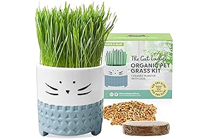 The Cat Ladies Cat Grass, The Purrfect Indoor Garden for Your Feline Friend