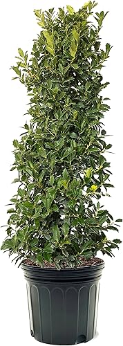 Miniatura 7 de American Plant Exchange Willow Oak Tree, maceta de 5 galones, 3-4 pies de alto, planta de jardín para exteriores, planta viva, árbol de sombra,