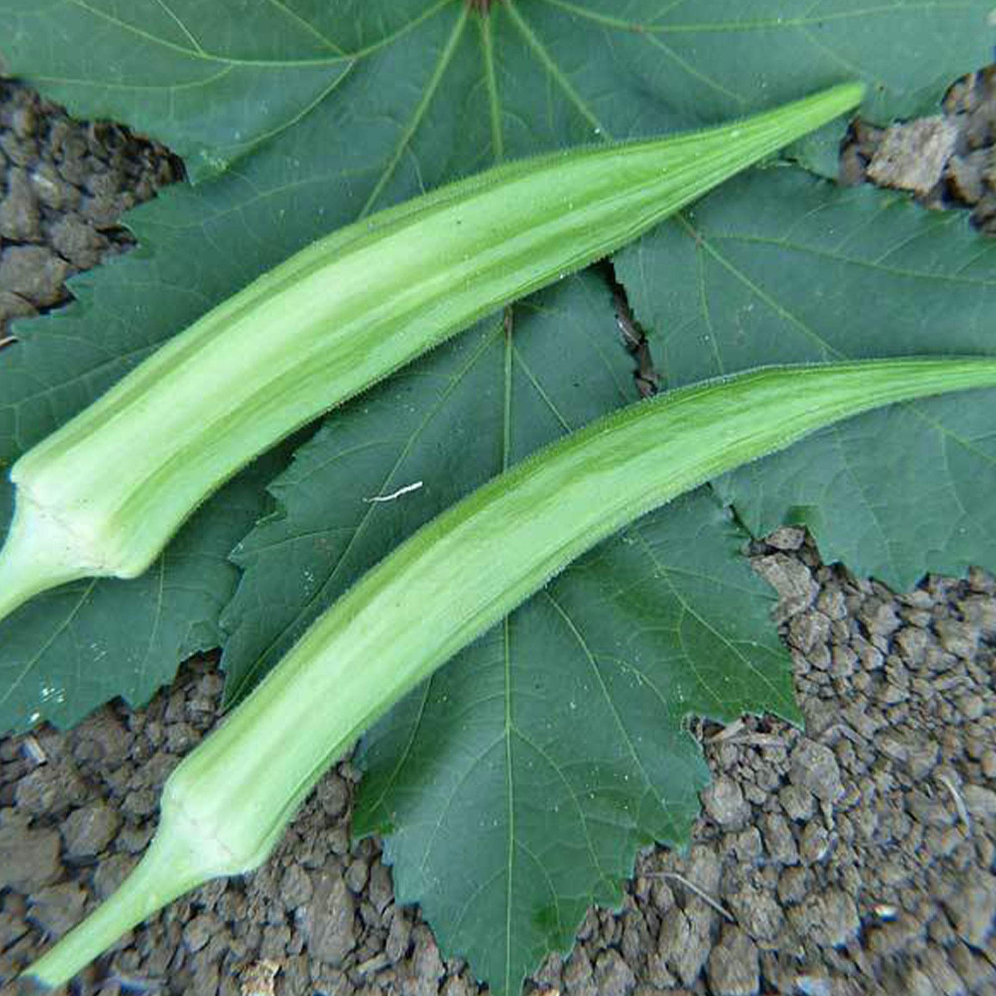 Buy Cow's Horn Okra 2 g 35 Heirloom, Open Pollinated, NonGMO