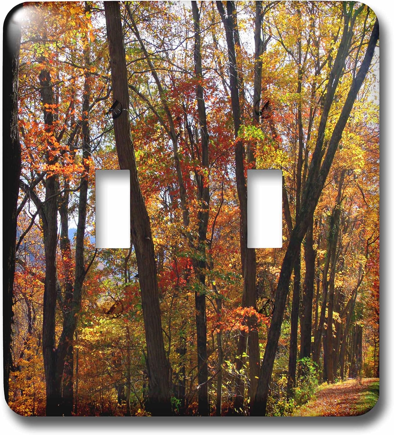 3dRose lsp_153675_1 Autumn Trees, Dark Tree Trunks Highlighted By Golden, Russet and Red Leaves of Autumn Single Toggle Switch