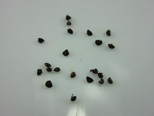 UPC0764425788287 - Semillas de espinela azul (Anagallis monelli) de Robsrareandgiantseeds UPC0764425788287 Sin OMG, orgánico, cultivador de EE. UU.,