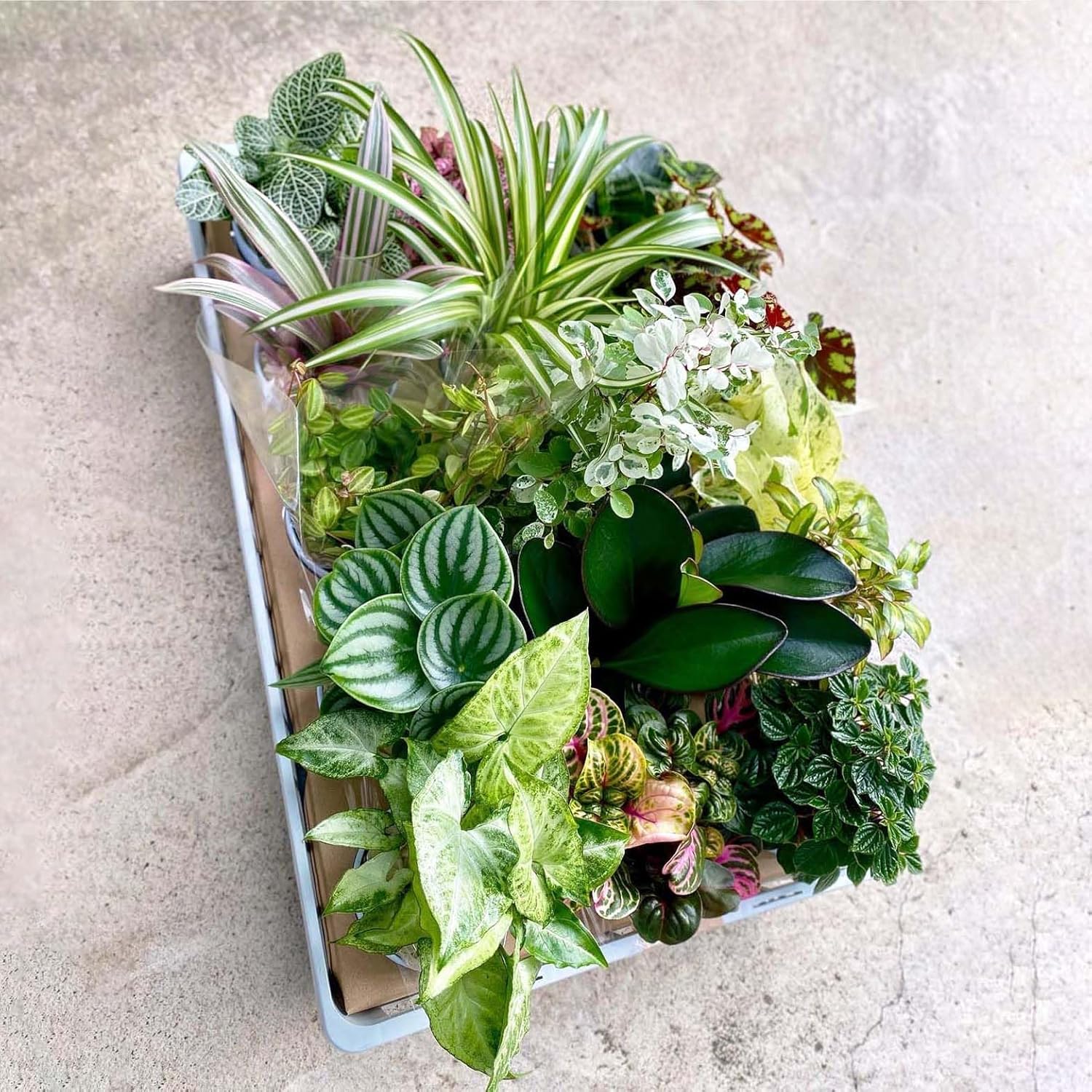 Q78特大流木 大型流木 アク抜き済み 爬虫類シェルター 登り木