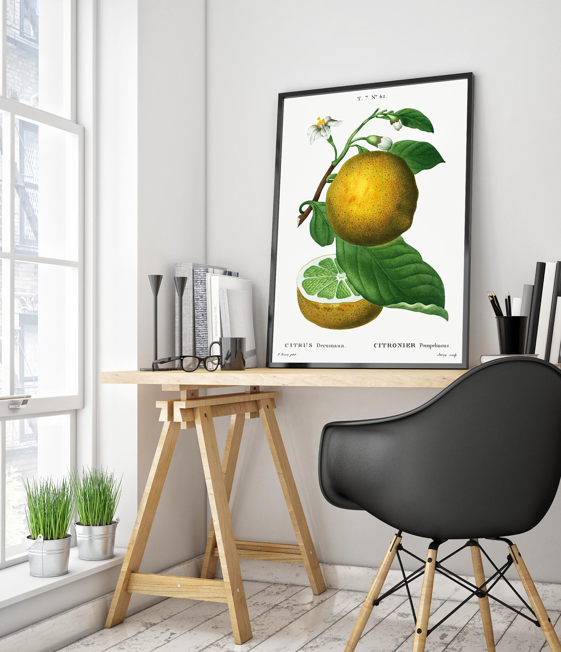 Grapefruit von Pierre-Joseph Redouté, Vintage-Kunstdruck, botanischer Illustrationsdruck, Obst-Thema, Wandkunst-Dekor, Poster für Sammler, archivarisch, matt, A2 (gerahmt), 59,4 x 42 cm