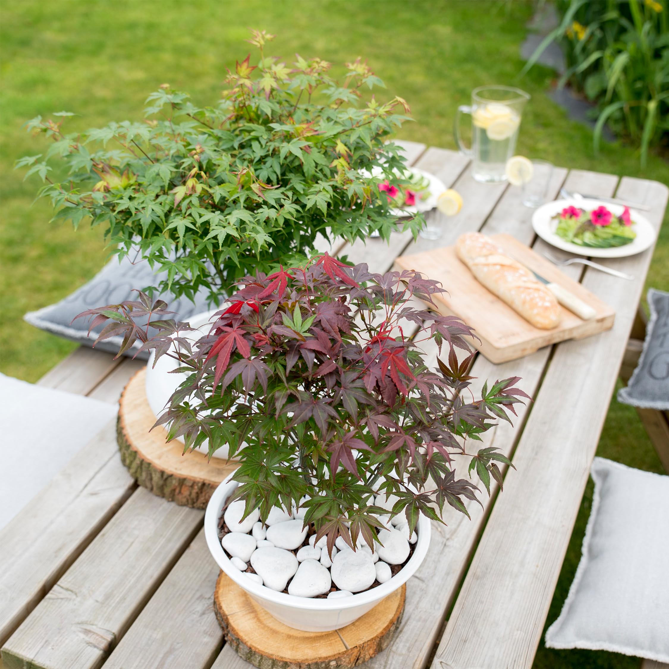 Plant in a Box - Érable du Japon - Acer palmatum 'Atropurpureum' - Hauteur 60-70cm - Pot 19cm - Plante d’extérieur - Rouge