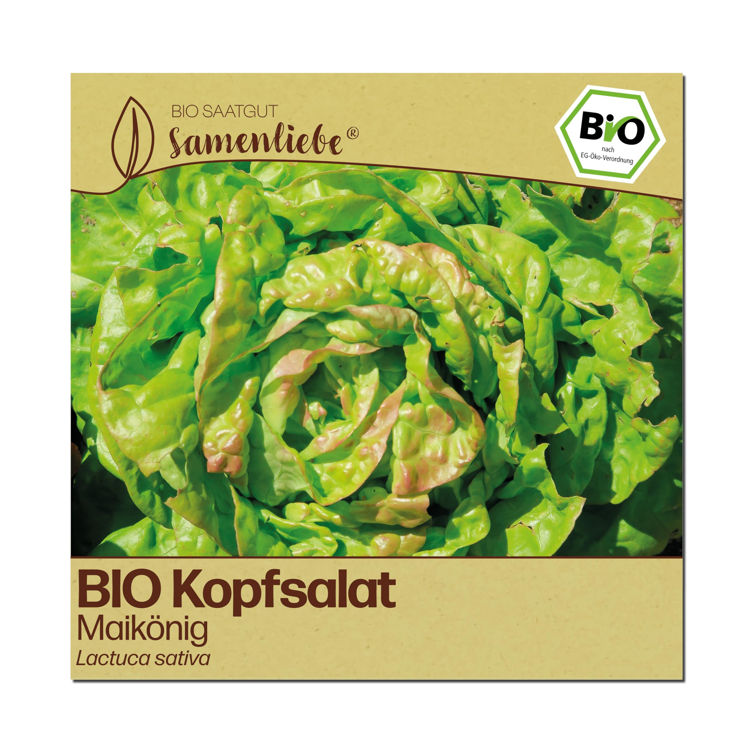 Samenliebe BIO Kopfsalat Samen | Salat Maikönig - besonders früh & winterhart - samenfestes BIO Saatgut