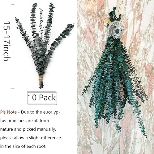 Miniatura 3 de Eucalipto para ducha, 10 piezas de tallos de eucalipto secos colgantes de 17 pulgadas, paquete de eucalipto real 100% hecho de eucalipto fresco,