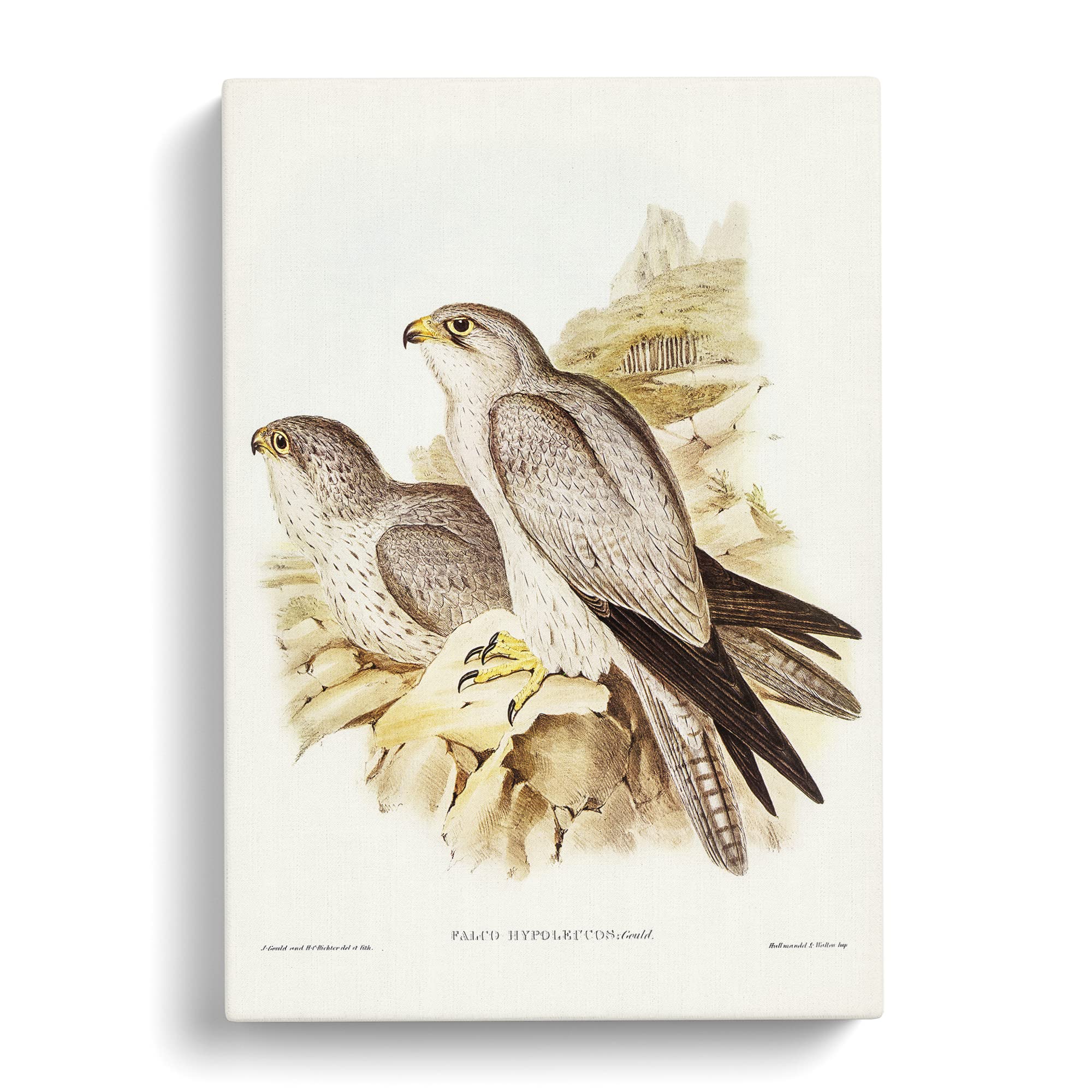 Gray Falcon Birds By Elizabeth Gould Canvas Print, Mixed, 25L x 50W cm - Image 3