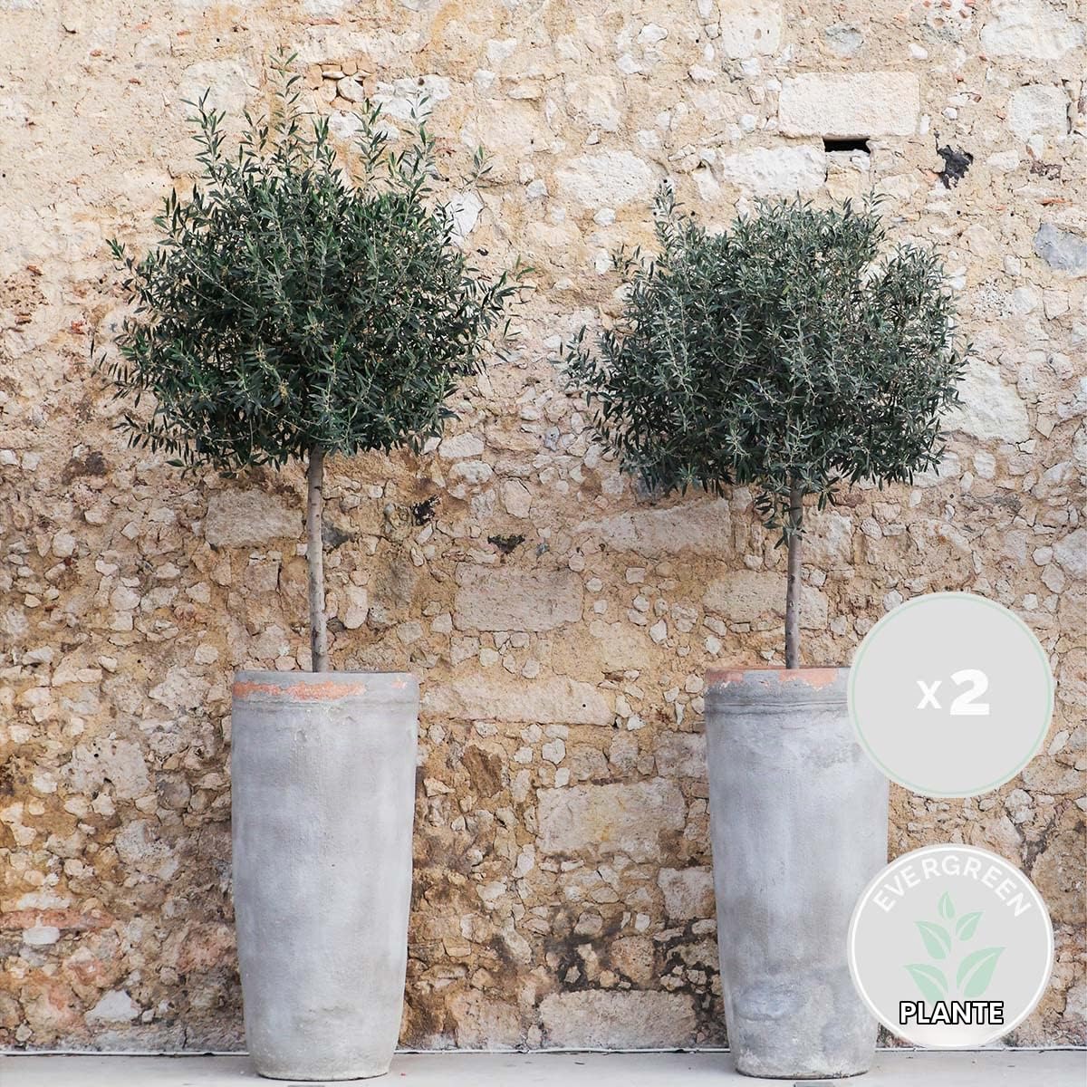 Bloomique - Lot de 2 - Olea Europaea - Olivier sur tige - Plantes de jardin - Résistant au gel - Engrais inclus - Hauteur 80-100 cm - Pot 19 cm