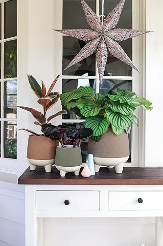 Miniatura 6 de The HC Companies Orion - Maceta de riego automático de 8 pulgadas, maceta de plástico ligera para interiores para hierbas y flores, arcilla apagada