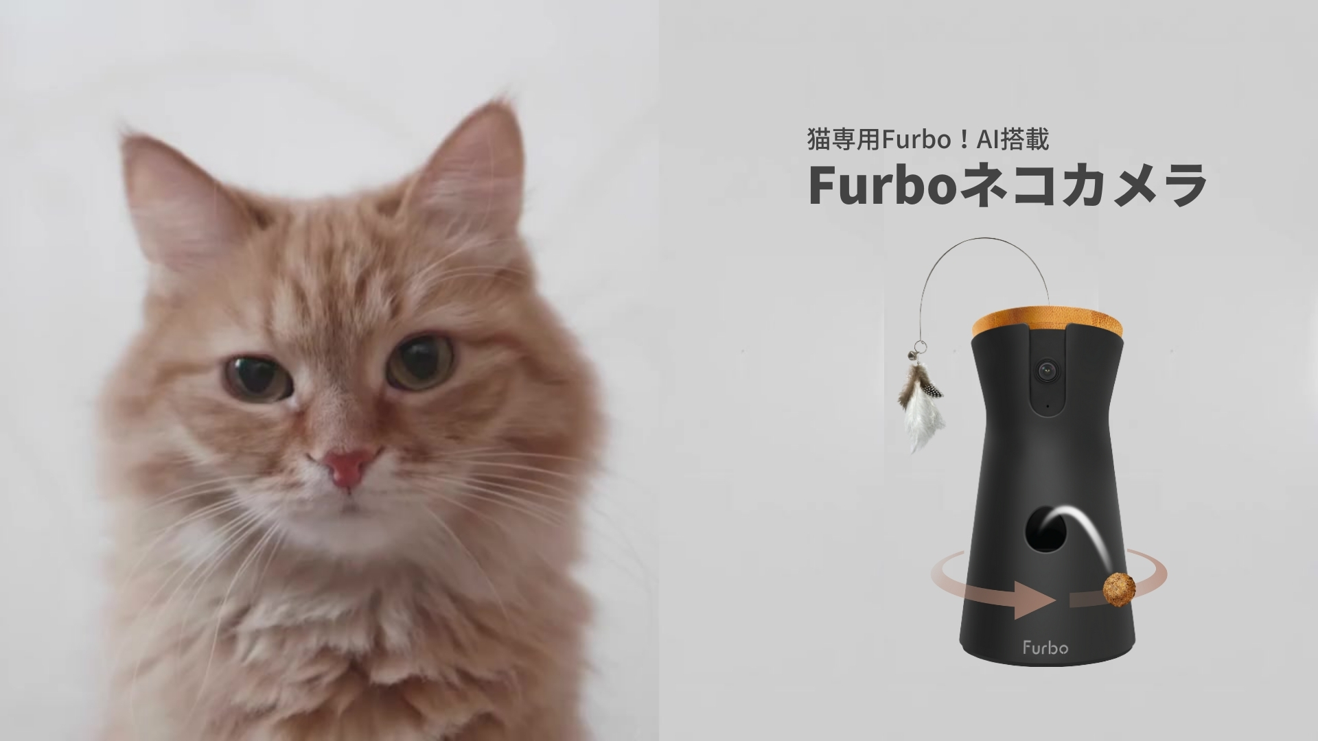 Amazon | [公式] Furboネコカメラ 360°ビュー プレミア定額パッケージ  