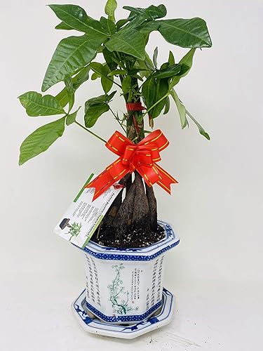 Miniatura 2 de Árbol de dinero trenzado - Pachira - Maceta de 4" con jarrón Lucky