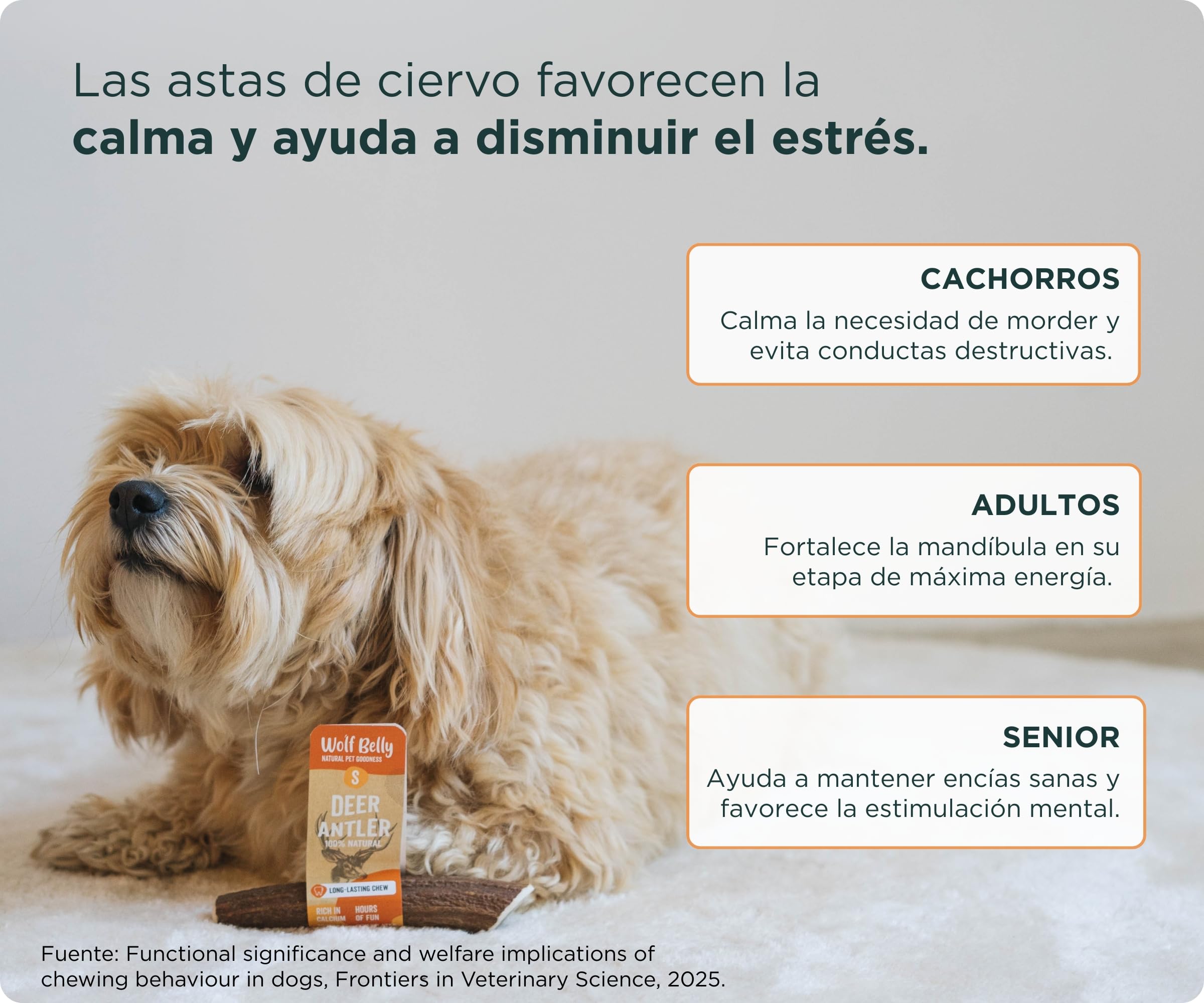 Wolf Belly - Asta de Ciervo para Perros 100% Natural (Talla XL) Mordedor Seguro y Duradero | Reduce Sarro y Placa | Rico en Calcio y Proteínas | Calma Estrés y Ansiedad | Sin Olor - Hecho en España