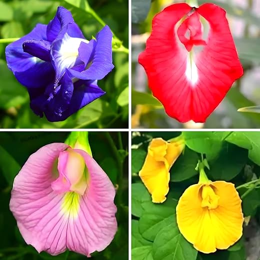 Aparajita Seeds Mixed Color Pack Blue, Pink, White Double & Single Petals Aprajita Shankhpushpi Hybrid Butterfly Seeds Medicinal Flower Plant…
