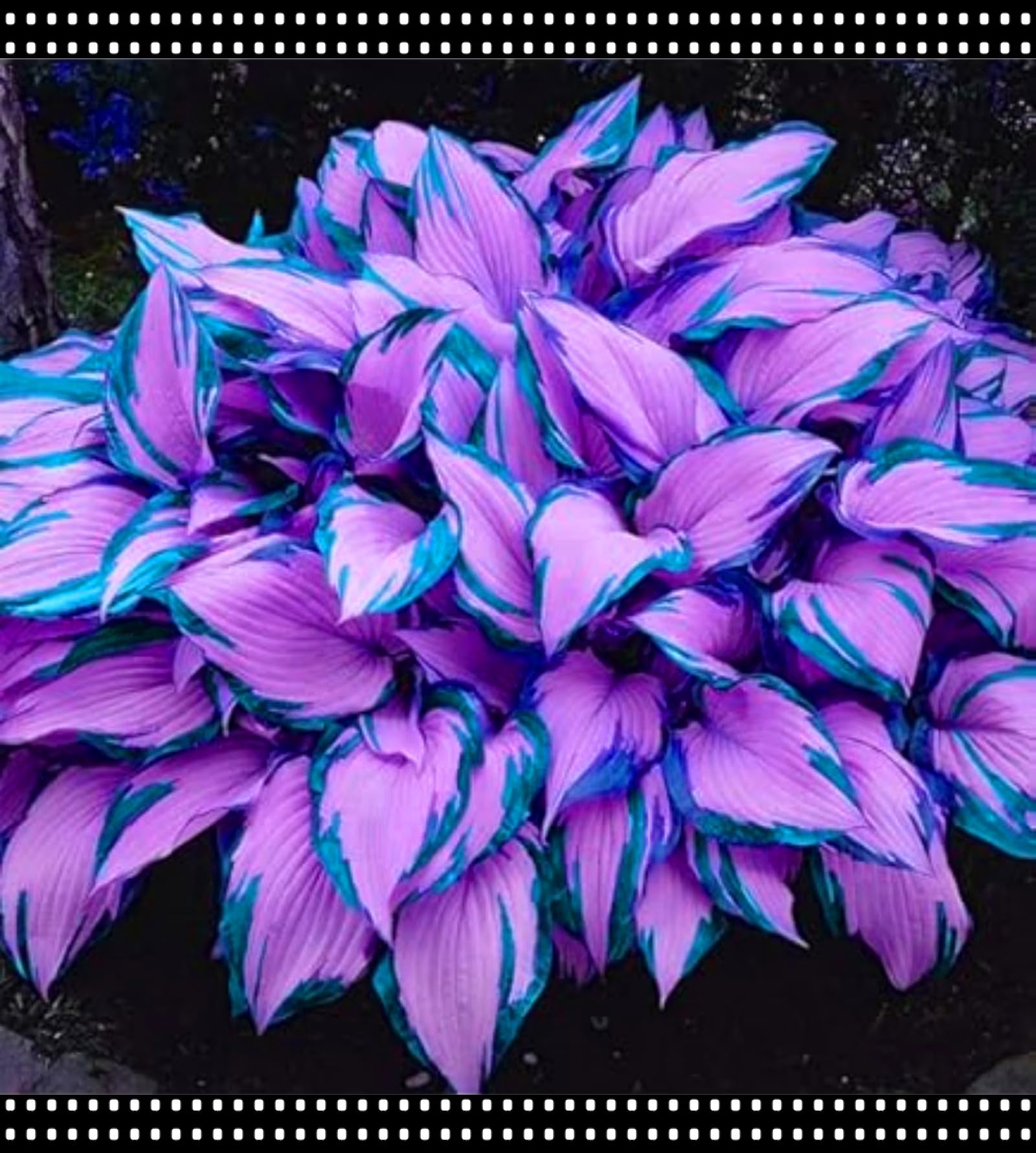Shade-Tolerant Hosta Rhizomes/Suitable for Shade Planting/Ground Planting in Groups/Low-Maintenance Flower/that Grow Fast/Golden Jade Carving-8 Roots-F