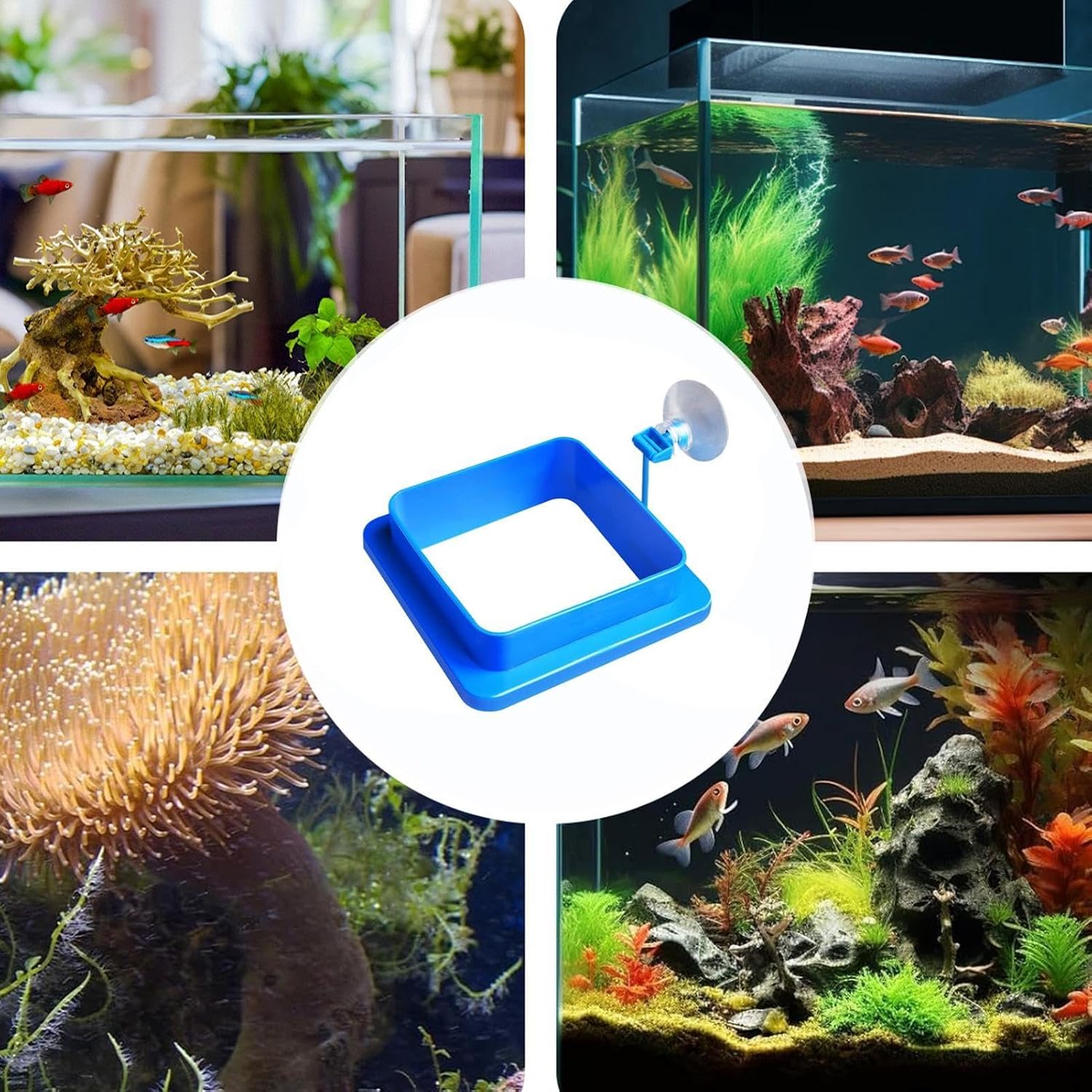 Fish Feeding Ring, Floating Circle Food Feeder, Betta Guppy Shrimp Feeder image 4
