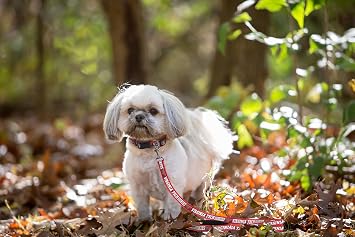 NCAA Pet String, Medium, Virginia Tech Hokies, Dog String, Shiny & Colorful String for Dogs & Cats Licensed by the NCAA, New Version