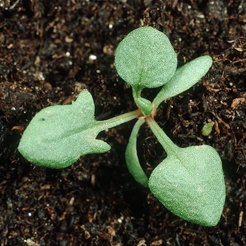 Miniatura 5 de Seed Needs, Semillas de acedera de hoja grande, 500 semillas tradicionales para plantar Rumex acetosa, hierba medicinal o culinaria sin OMG y sin