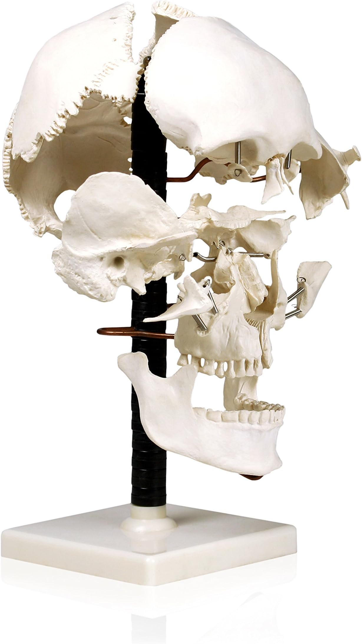 Parco Scientific PB00050 Life Size Beauchene Model | “Exploded” to Show How Bones Fit Together | Disarticulated, Mounted on Wire to Retain Spatial Relationship | Med. Studies | W Identification Key