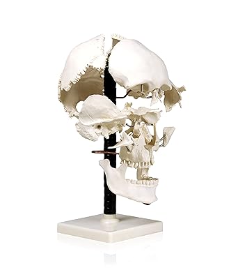 Parco Scientific PB00050 Life Size Beauchene Model ?Exploded To Show How Bones Fit Together, Disarticulated, Mounted On Wire To Retain Spatial Relationship, For Advanced Teaching & Medical Profession