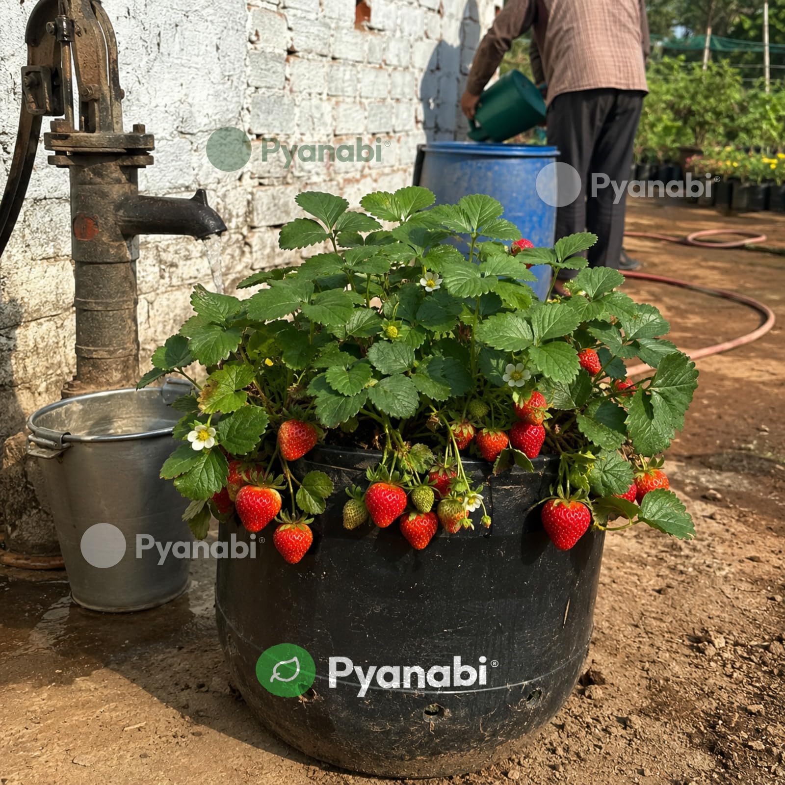 Thai Strawberry Plant - Grow Your Own! -2 Thai Strawberry Plant - Grow Your Own! -2