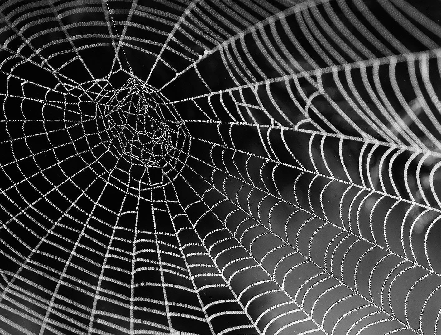 Extreme 1000 Piece Spider Web Jigsaw Puzzle for Adults – Ultra Difficult Arachnophobia Challenge Puzzle, Intricate Web Design for Puzzle Lovers and Spider Fans